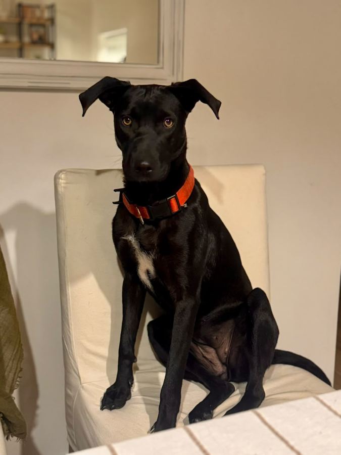 Luna sentada en una silla